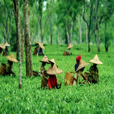 Assam Tea Festival Trip